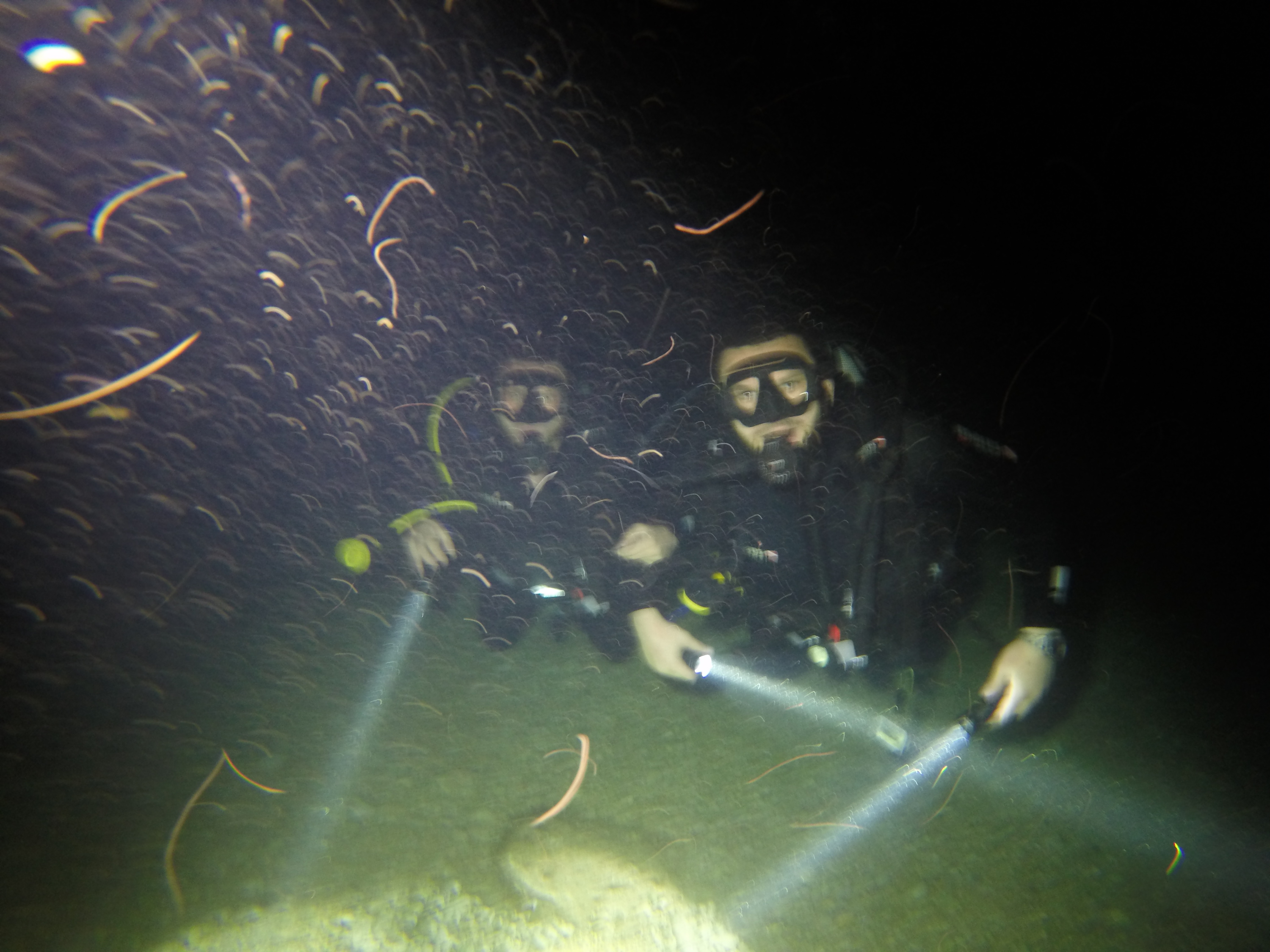 diving-padi-croatia-vis-dubrovnik-komiza-10.jpg